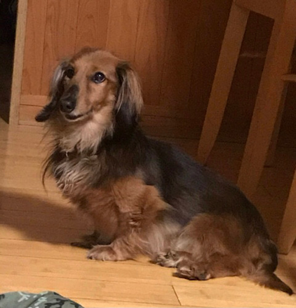 羊毛フェルト【オーダーメイド】うちの子オーダー✴︎犬✴︎愛犬✴︎ペット✴︎ハンドメイド✴︎ペットロスペットロス 羊毛フェルト【オーダーメイド】うちの子オーダー✴︎犬✴︎愛犬✴︎ペット✴︎ハンドメイド✴︎ペットロスペットロス 羊毛フェルト【オーダーメイド】うちの子オーダー✴︎犬✴︎愛犬✴︎ペット✴︎ハンドメイド✴︎ペットロスペットロス O2411548819(18400円)