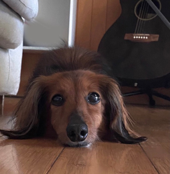 羊毛フェルト【オーダーメイド】うちの子オーダー✴︎犬✴︎愛犬✴︎ペット✴︎ハンドメイド✴︎ペットロスペットロス 羊毛フェルト【オーダーメイド】うちの子オーダー✴︎犬✴︎愛犬✴︎ペット✴︎ハンドメイド✴︎ペットロスペットロス 羊毛フェルト【オーダーメイド】うちの子オーダー✴︎犬✴︎愛犬✴︎ペット✴︎ハンドメイド✴︎ペットロスペットロス O2411548819(18400円)