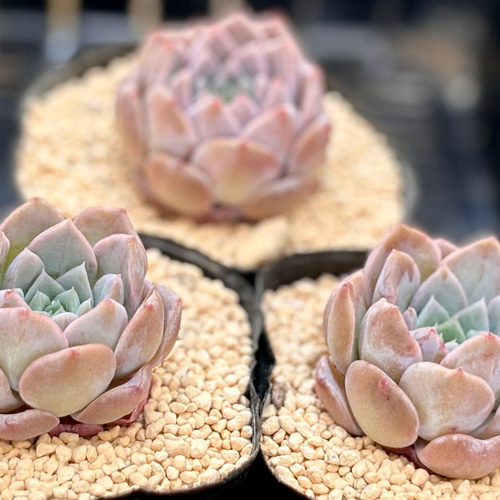 ピーチデーモン エケベリア 多肉植物 多肉植物 プクニク 通販 17836050