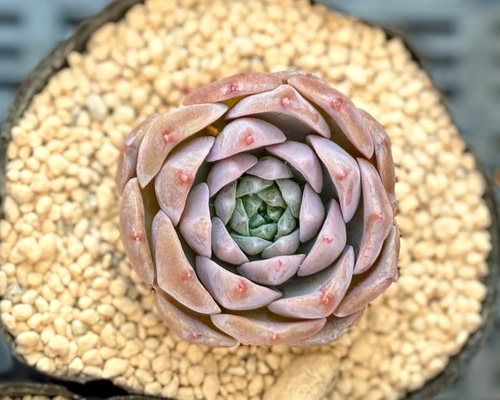 ピーチデーモン エケベリア 多肉植物 多肉植物 プクニク 通販 17836050