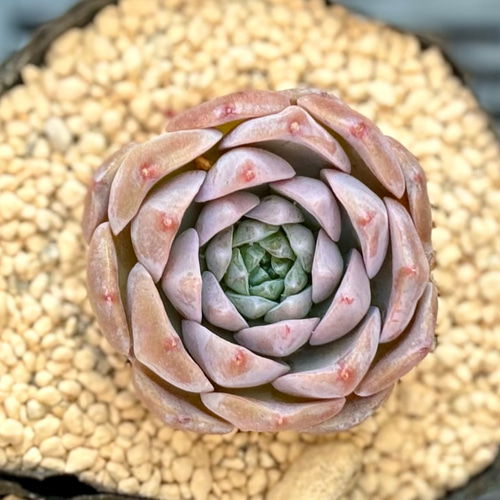 ピーチデーモン エケベリア 多肉植物 多肉植物 プクニク 通販 17836050