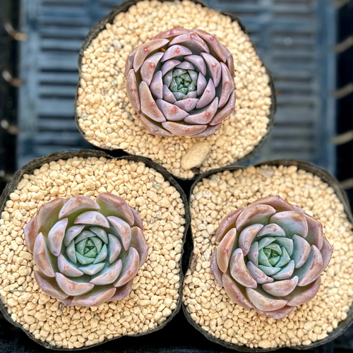 ピーチデーモン エケベリア 多肉植物 多肉植物 プクニク 通販 17836050