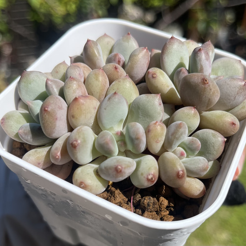 SOLD ハニーピーチクリーム 厳選韓国苗 多肉 抜き苗 ネームタグ付き