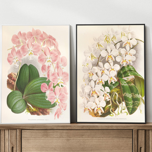 NO.588】白色の胡蝶蘭フラワーアートポスター☆開店祝い癒しリラックス