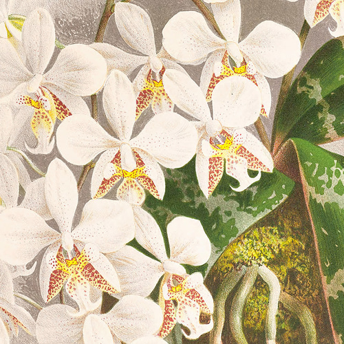 NO.588】白色の胡蝶蘭フラワーアートポスター☆開店祝い癒しリラックス