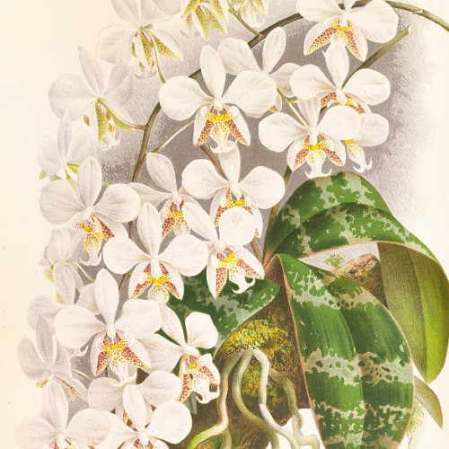 NO.588】白色の胡蝶蘭フラワーアートポスター☆開店祝い癒しリラックス