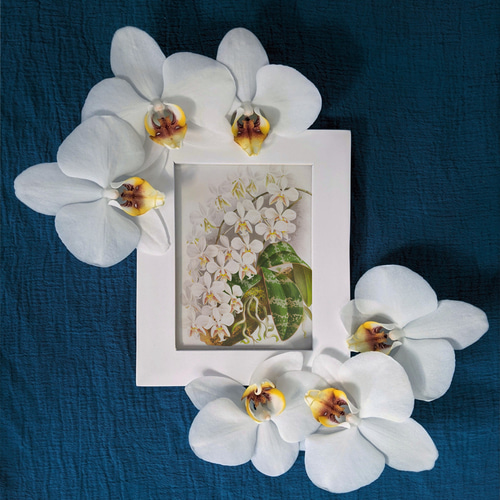 NO.588】白色の胡蝶蘭フラワーアートポスター☆開店祝い癒しリラックス