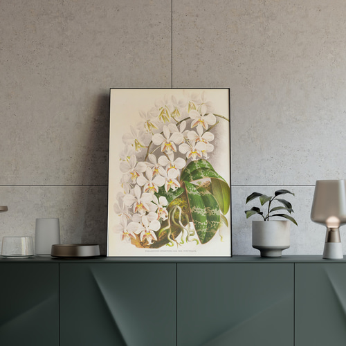 NO.588】白色の胡蝶蘭フラワーアートポスター☆開店祝い癒しリラックス