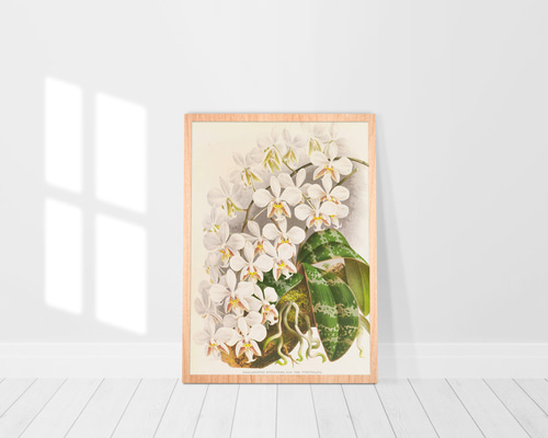アートポスター★蘭★高級木製額装品★ d709a9a081e928e77fc442941ca657