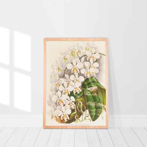 NO.588】白色の胡蝶蘭フラワーアートポスター☆開店祝い癒しリラックス