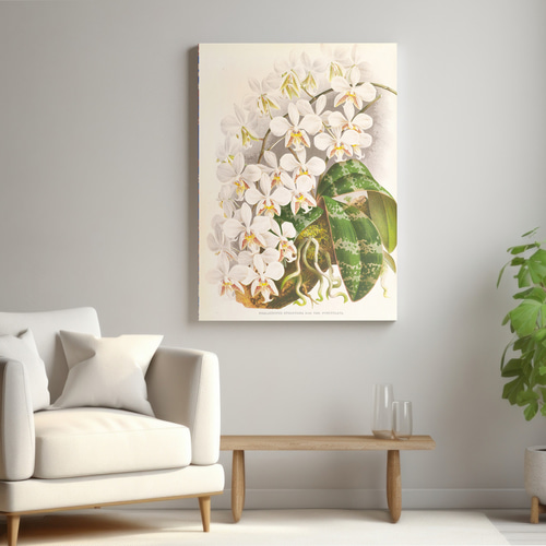 NO.588】白色の胡蝶蘭フラワーアートポスター☆開店祝い癒しリラックス