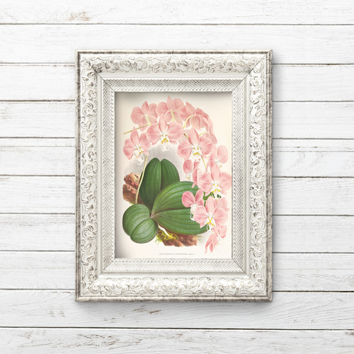 高級品市場 かわいいピンクの胡蝶蘭絵画七宝焼き 絵画 - 絵画