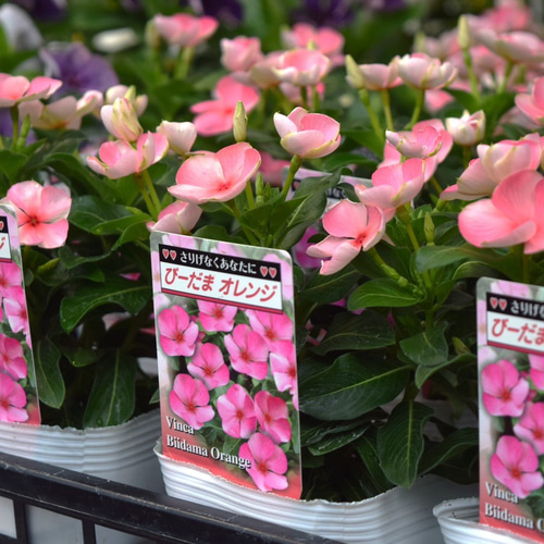 北島園芸さん】ニチニチソウ「びーだま オレンジ」ビンカ 花苗 花 苗
