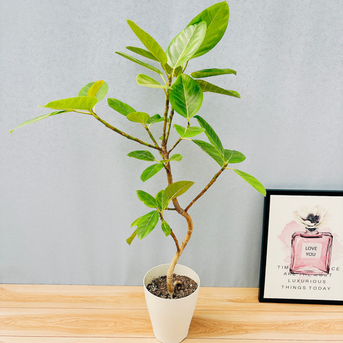 現品］3番 フィカス アルテシマ 曲がり 7号 観葉植物 室内 ゴムの木