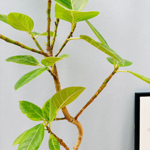 現品］3番 フィカス アルテシマ 曲がり 7号 観葉植物 室内 ゴムの木