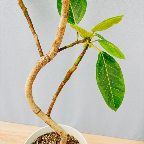 現品　フィカス　ゴムの木　アルテシマ　曲がり　3番　観葉植物　インテリアグリーン 現品 フィカス ゴムの木 アルテシマ 曲がり 3番 特大 観葉植物