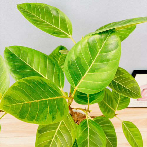 現品］3番 フィカス アルテシマ 曲がり 7号 観葉植物 室内 ゴムの木