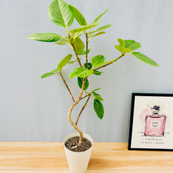 現品　フィカス　ゴムの木　アルテシマ　曲がり　5番　観葉植物　インテリアグリーン 現品 フィカス ゴムの木 アルテシマ 曲がり 5番 観葉植物 インテリア