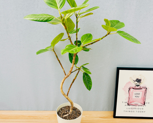 現品］3番 フィカス アルテシマ 曲がり 7号 観葉植物 室内 ゴムの木