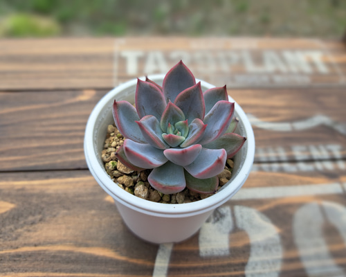 多肉植物】レッドロマン 抜き苗 多肉植物 LOVELENT 通販 17838159