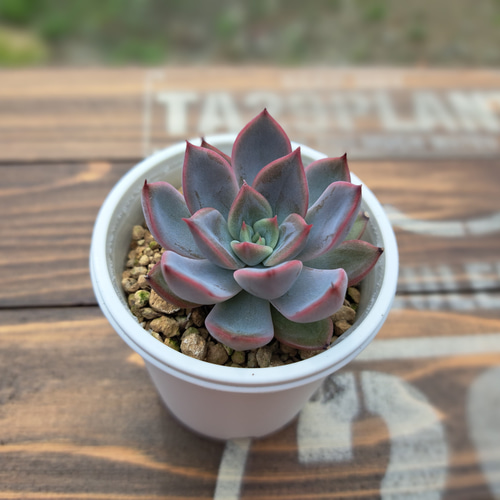 多肉植物】レッドロマン 抜き苗 多肉植物 LOVELENT 通販 17838159