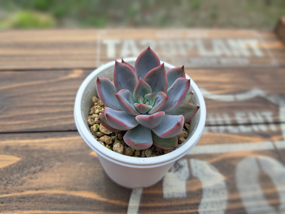 多肉植物】レッドロマン 抜き苗 多肉植物 LOVELENT 通販 17838159