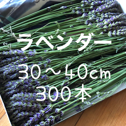 ご予約販売】ラベンダーグロッソ ラバンディン系 フレッシュ 生花 30  