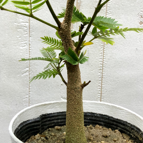 【ma7sa1 様】 エバーフレッシュ♪ 105cm 沖縄産原木◦太幹♪ ma7sa1 様】 エバーフレッシュ♪ 105cm 沖縄産原木◦太幹