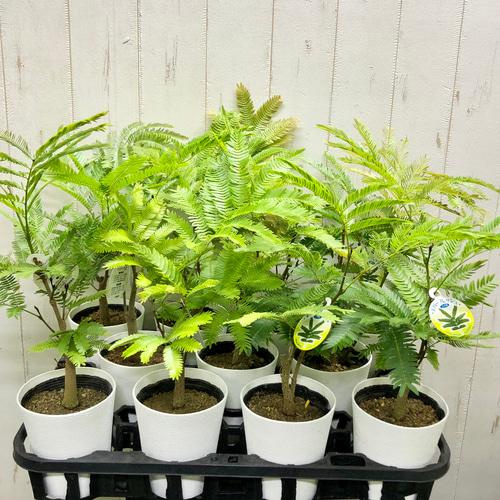 オススメ 幹太い エバーフレッシュ その他インテリア雑貨 PLANTS