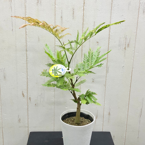 【ma7sa1 様】 エバーフレッシュ♪ 105cm 沖縄産原木◦太幹♪ エバーフレッシュ OKINAWA幹太 no1 - メルカリ