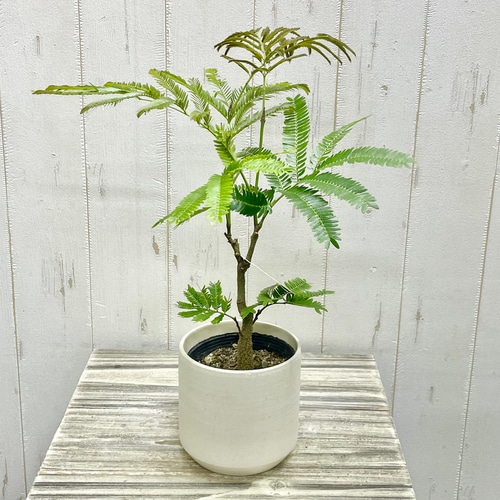 オススメ 幹太い エバーフレッシュ 夜に眠る観葉植物 その他インテリア