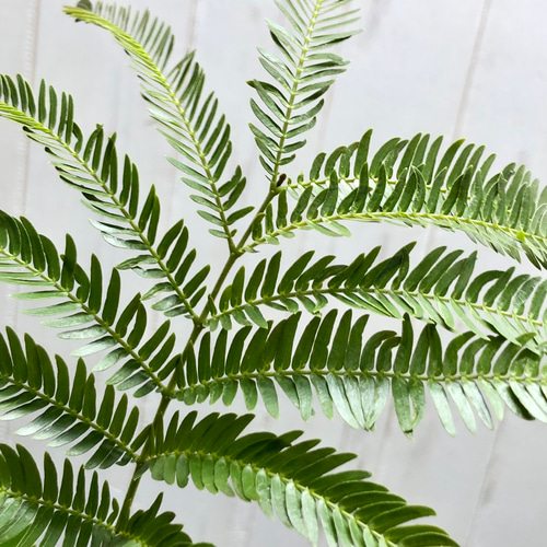 【ma7sa1 様】 エバーフレッシュ♪ 105cm 沖縄産原木◦太幹♪ オススメ 幹太い エバーフレッシュ その他インテリア雑貨 PLANTS