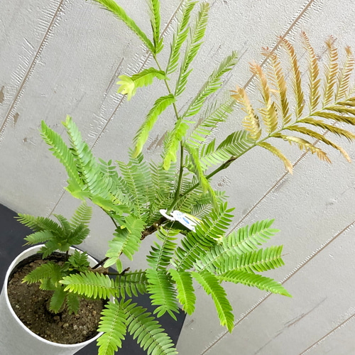 【ma7sa1 様】 エバーフレッシュ♪ 105cm 沖縄産原木◦太幹♪ オススメ 幹太い エバーフレッシュ その他インテリア雑貨 PLANTS