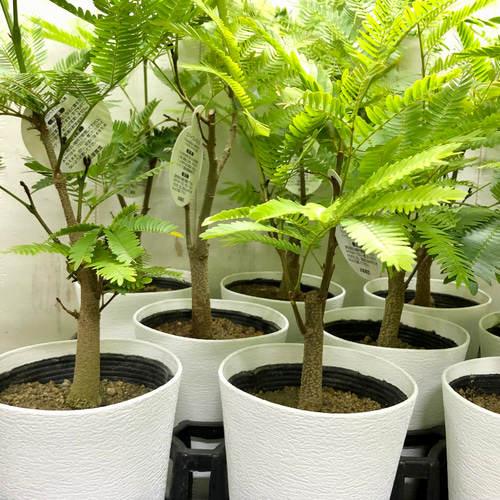 オススメ 幹太い エバーフレッシュ 夜に眠る観葉植物 その他インテリア