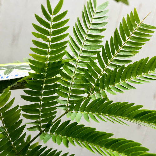 オススメ 幹太い エバーフレッシュ その他インテリア雑貨 PLANTS