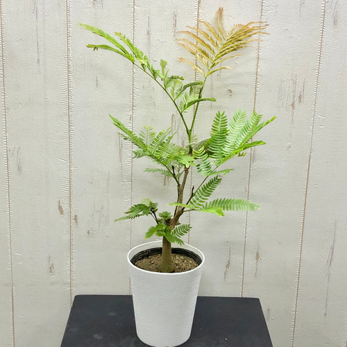 【新発売】 オススメ PLANTS その他インテリア雑貨 エバーフレッシュ 幹太い その他観葉植物