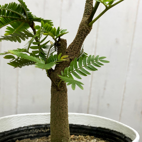 オススメ 幹太い エバーフレッシュ その他インテリア雑貨 PLANTS