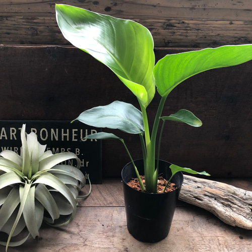 オーガスタ♡4号♡観葉植物♡ストレチア♡極楽鳥花 プリザーブド