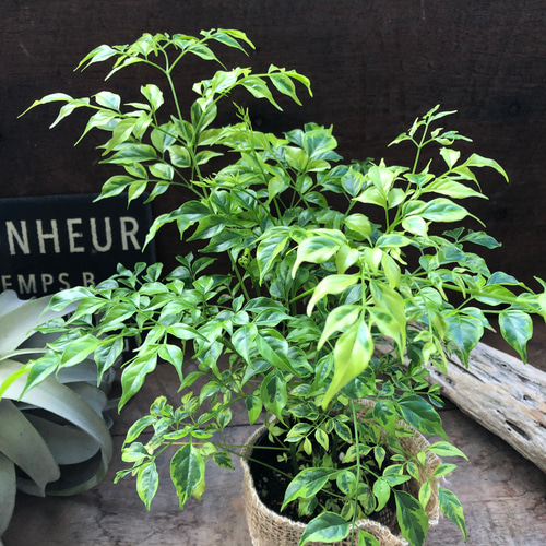 レモンライム♡観葉植物♡斑入り♡ステレオ♡ガーデニング