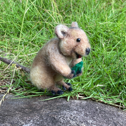 羊毛フェルト エゾリス 羊毛フェルト kanken 通販 17053628｜Creema