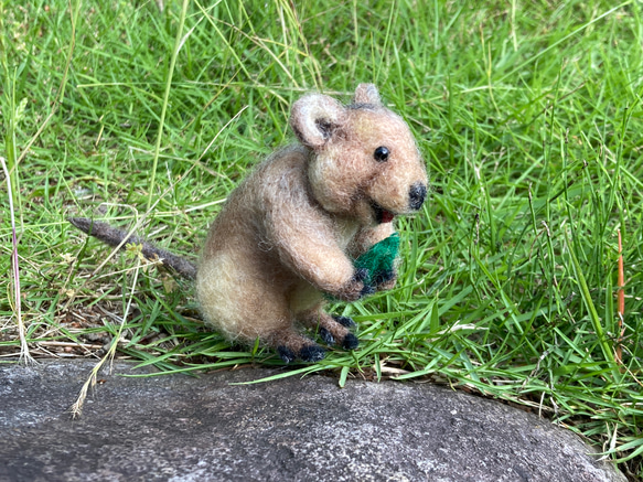 羊毛フェルト クオッカワラビー 羊毛フェルト kanken 通販