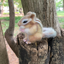 羊毛フェルト エゾシマリス 羊毛フェルト kanken 通販 17841006