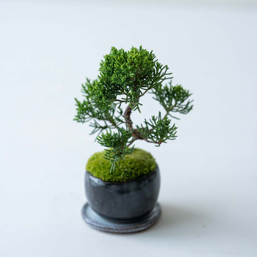 Ysh_sugawara69様用 フォローワー様100人記念❗️クチナシ盆栽