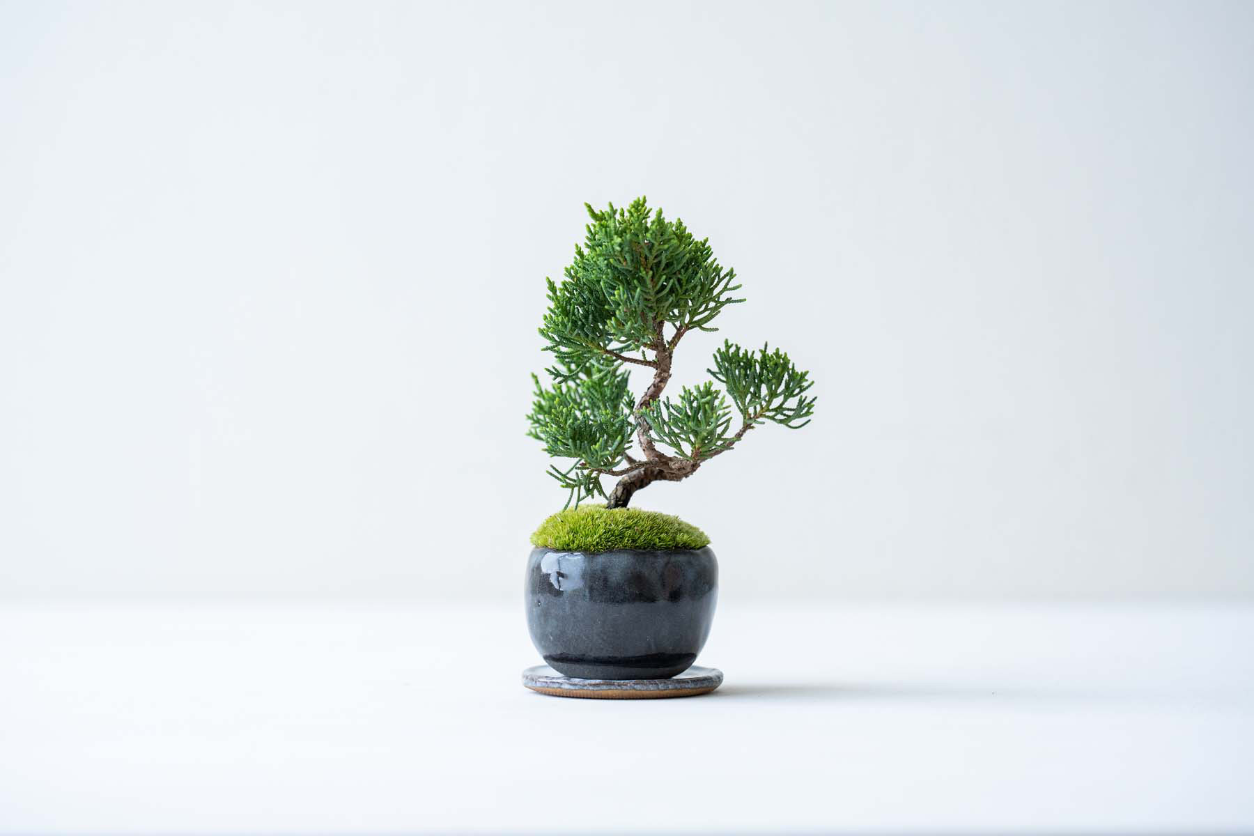 石付き真柏【石付き 真柏 シンパク 盆栽 お祝い】 真柏 石付き 小品