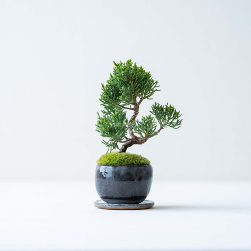 銀葉シンパク｜黒のうつわ 盆栽 Sekibokka 通販 17841560｜Creema
