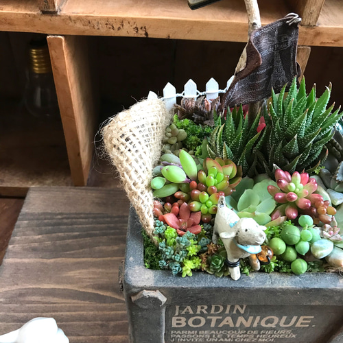 しあわせな、いちにち。⌘多肉植物の寄せ植え⌘セダム＊アンティーク調