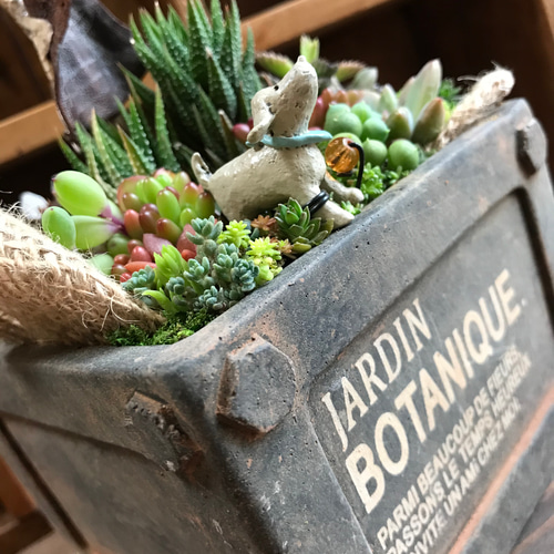 しあわせな、いちにち。⌘多肉植物の寄せ植え⌘セダム