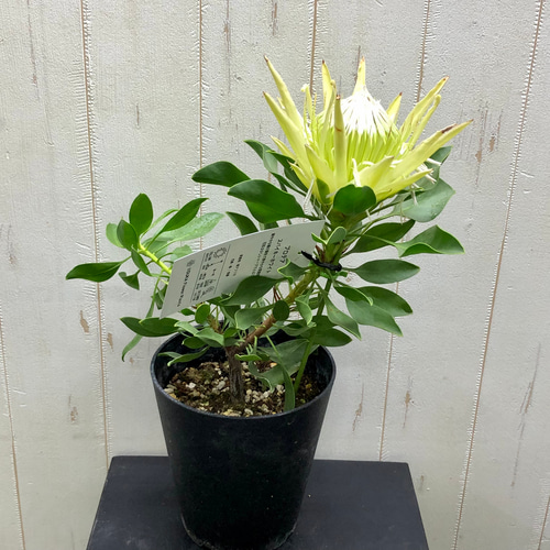 希少種 プロテア キングプロテア 'SPICY WHITE' スパイキー