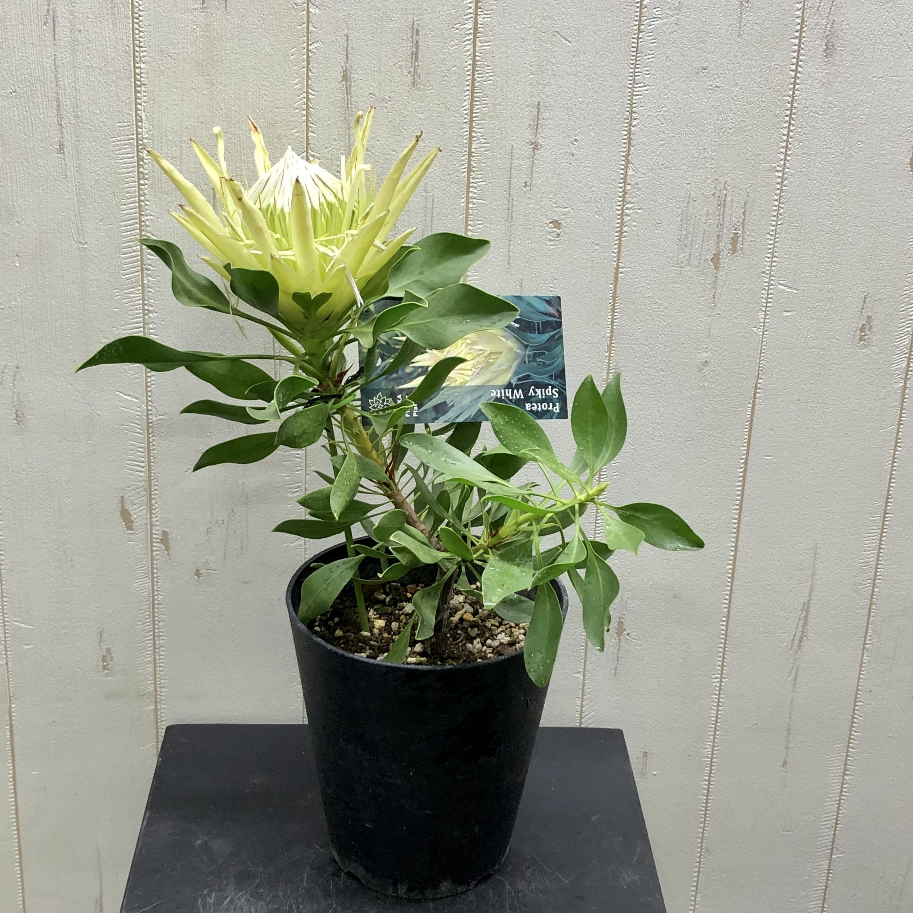 プロテア アークティックアイス オージープランツ 観葉植物 【公式通販】