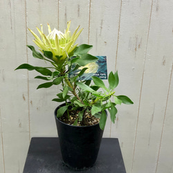 希少種 プロテア キングプロテア 'SPICY WHITE' スパイキーホワイト